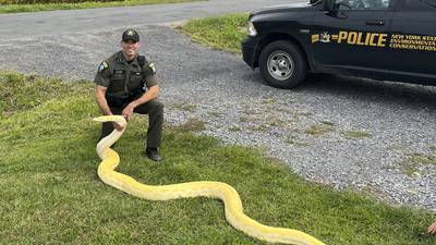 A 13-foot (and growing) python was seized from a New York home and sent to a zoo