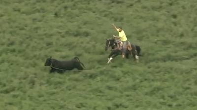 Bull that escaped from Illinois farm lassoed after hours on the run