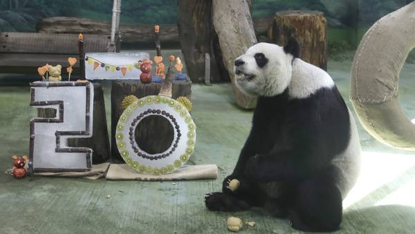 Taipei zoo's giant panda Yuanyuan celebrates her 20th birthday