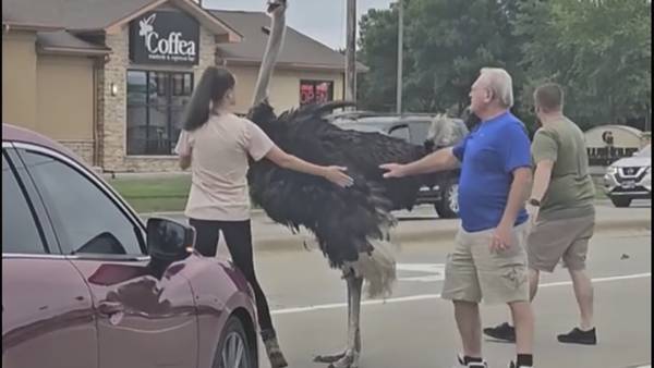 Errant ostrich brings traffic to a halt in South Dakota after escaping from a trailer